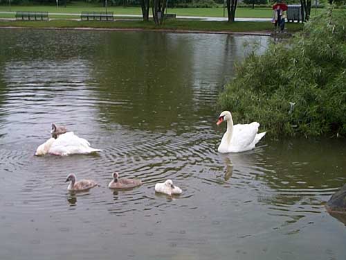 Schwanenfamilie im Regen