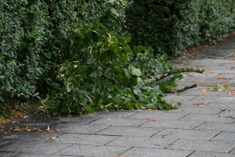 Vom Sturm heruntergerissener Ast