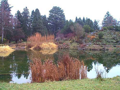 Teich und Schilfpflanzen