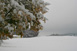 Gelbes Herbstlaub im Kontrast zur Winterlandschaft