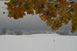 Gelbes Herbstlaub im Kontrast zur Winterlandschaft