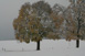 Gelbes Herbstlaub im Kontrast zur Winterlandschaft